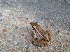Lithobates sphenocephalus utricularius