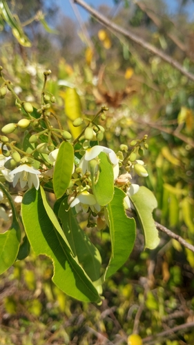 Baphia capparidifolia, 2024-09-01