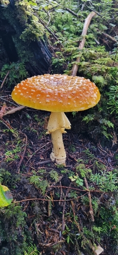 Amanita regalis