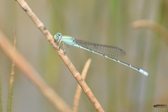 Pseudagrion decorum