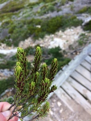 Erica coarctata
