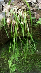 Carex communis