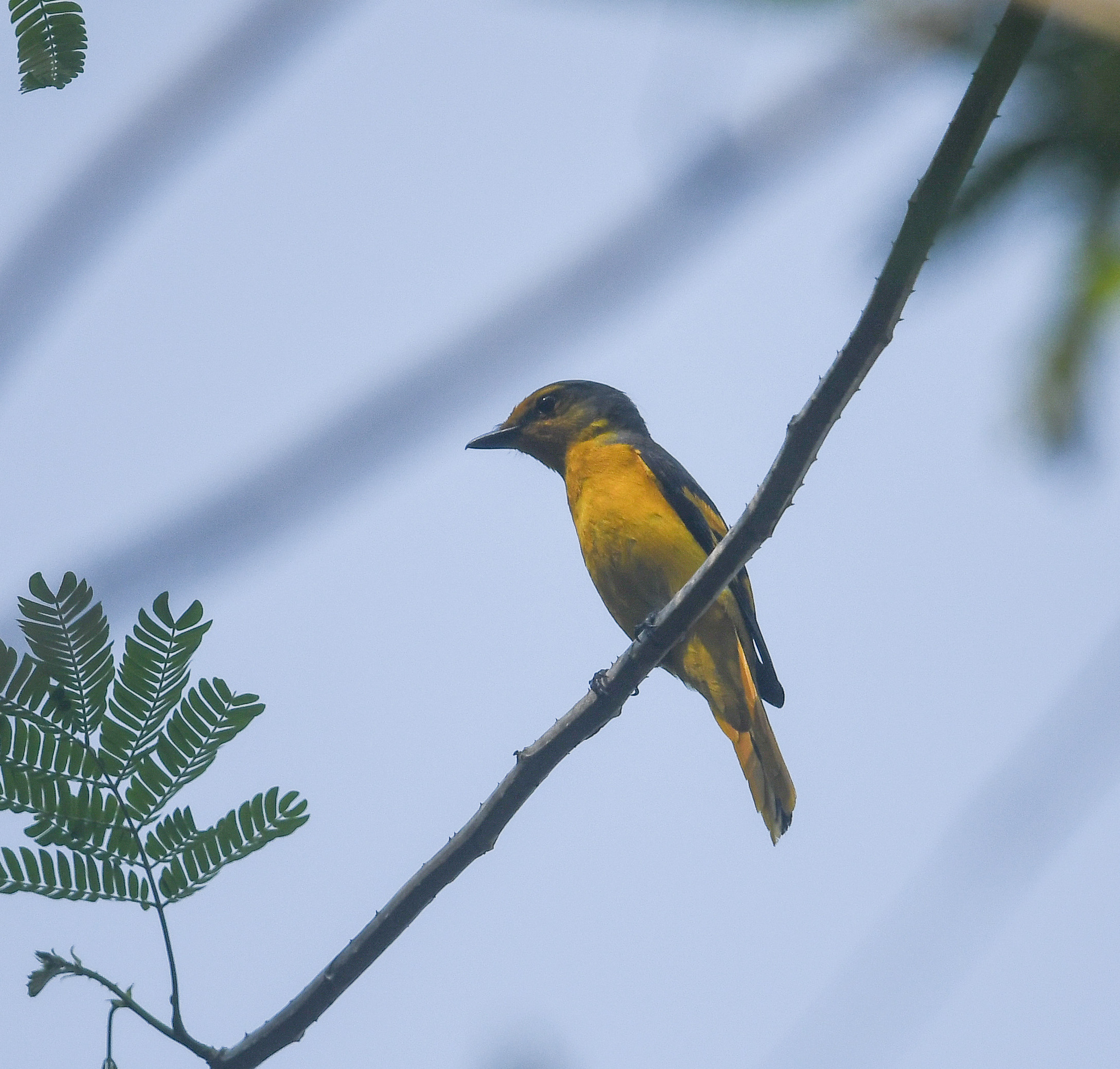 Short-billed Minivet (Pericrocotus brevirostris), photo 4