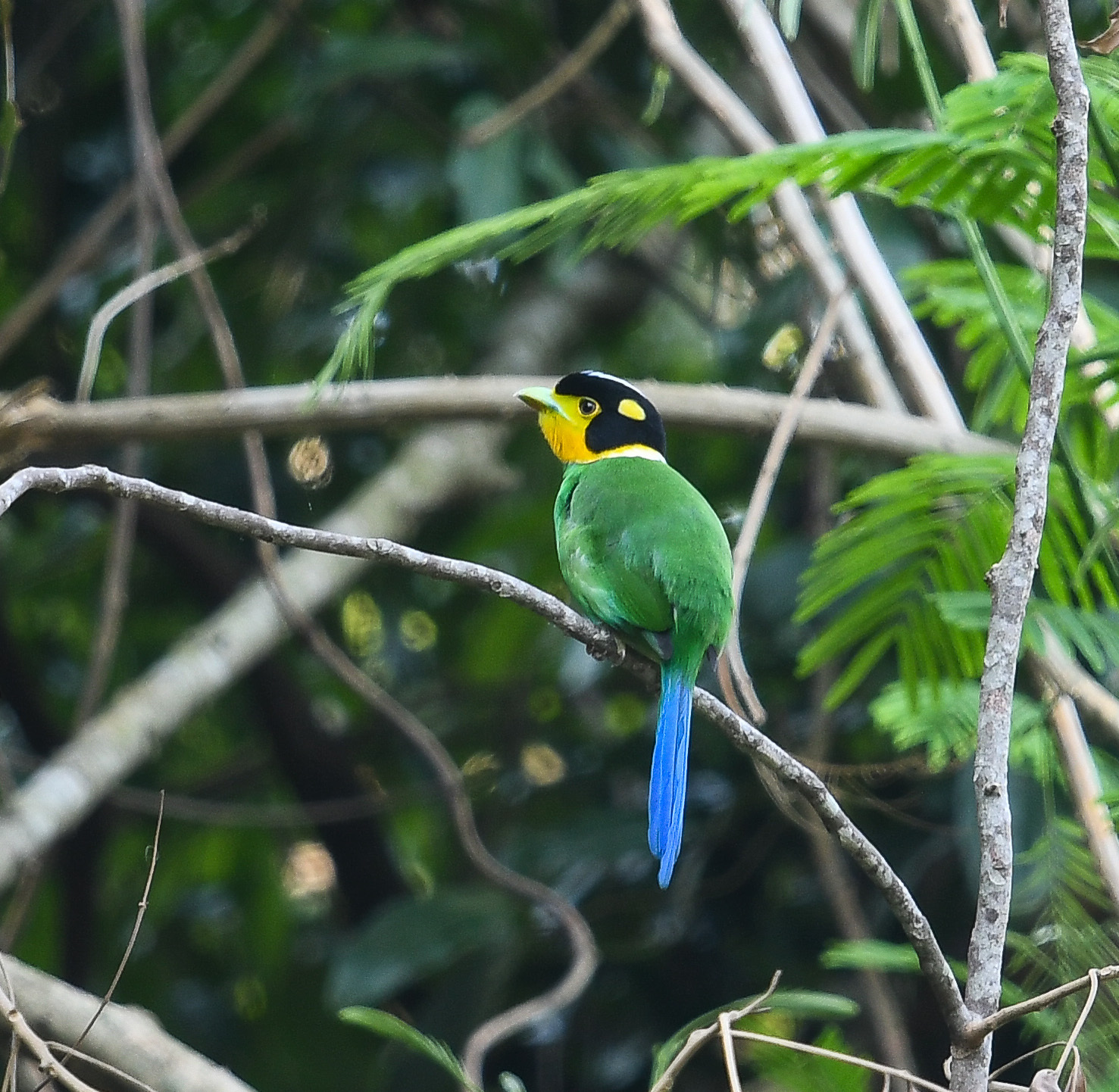 Long-tailed Broadbill illustration
