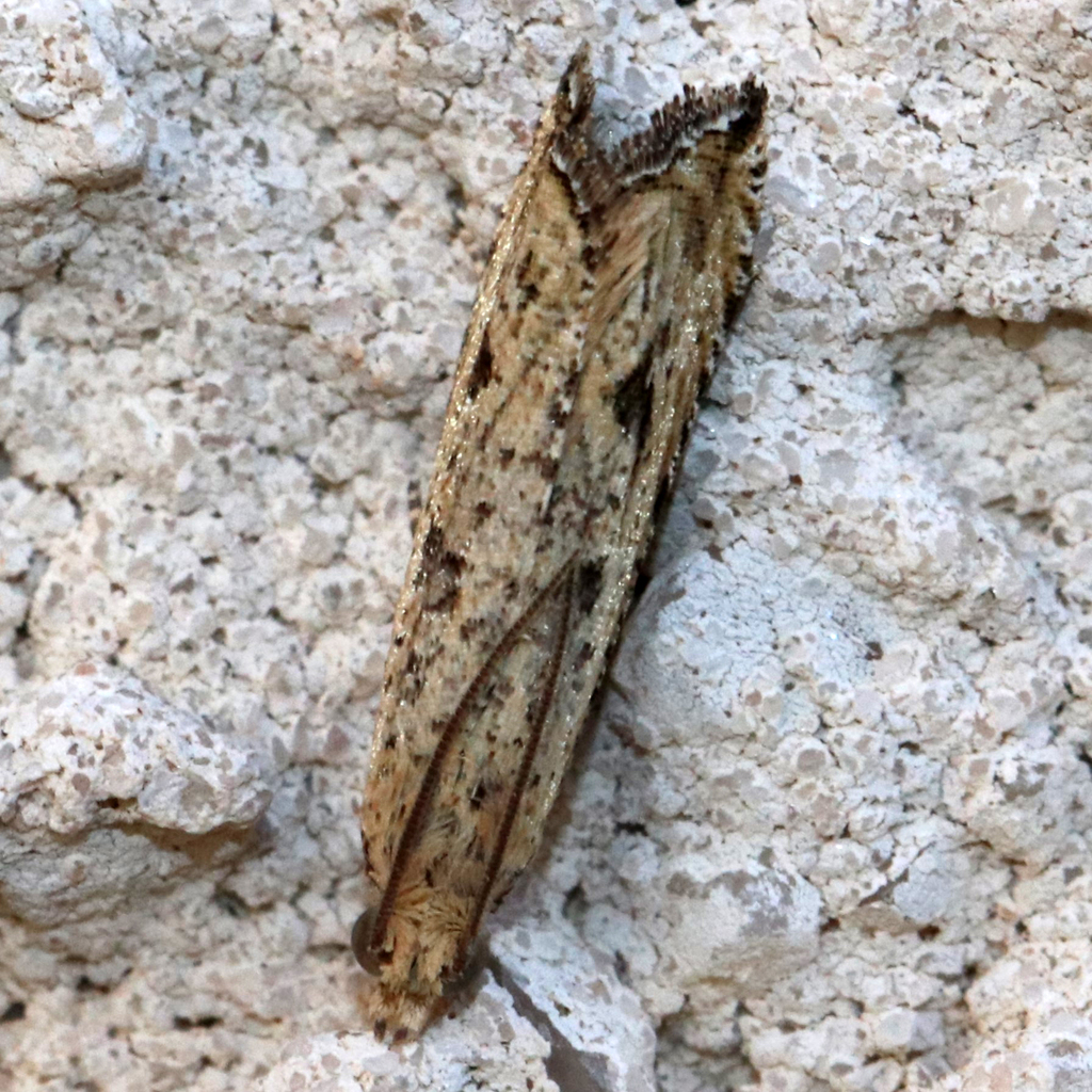 Javelin Moth