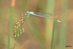 Pseudagrion decorum