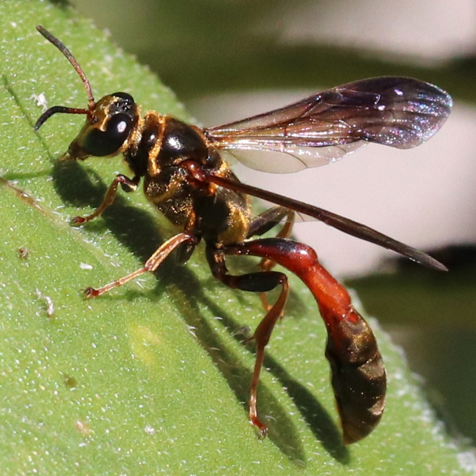 Trypoxylon tridentatum