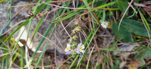 Euphrasia matsumurae iNat (3)