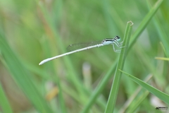 Agriocnemis lacteola