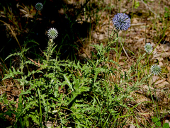 Echinops microcephalus