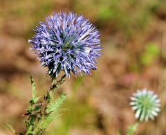 Echinops microcephalus