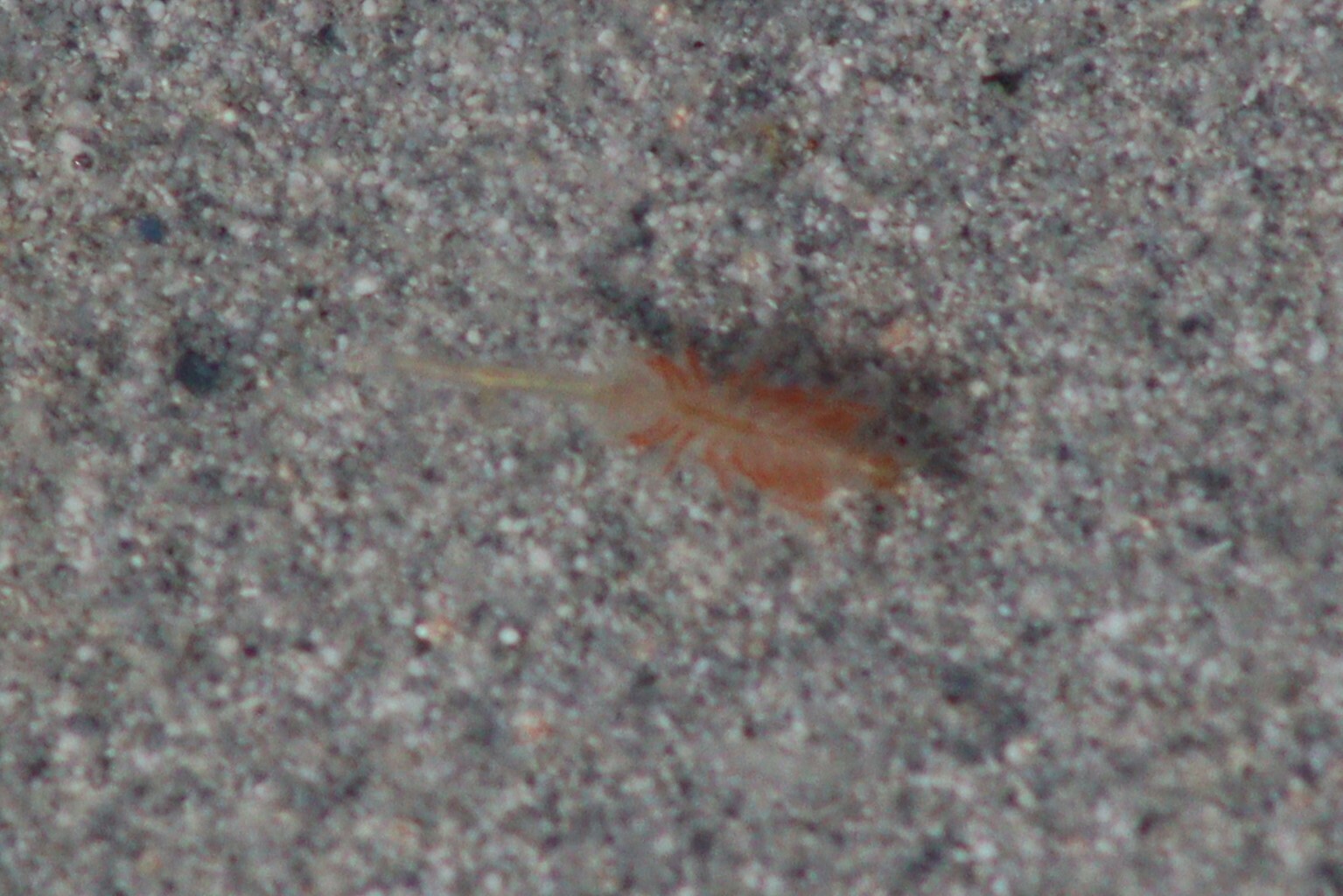 Artemia monica Verrill, 1869