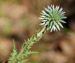 Echinops microcephalus