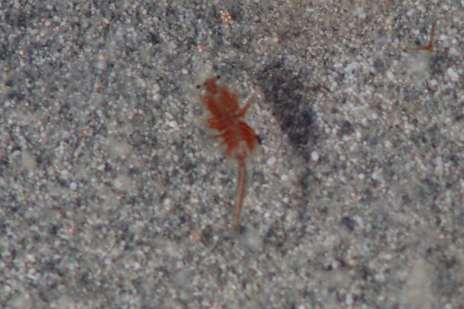 Artemia monica Verrill, 1869