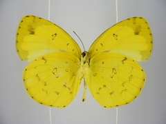 Eurema hecabe solifera