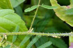 Mimosa diplotricha diplotricha