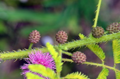 Mimosa diplotricha diplotricha