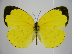 Eurema hecabe solifera