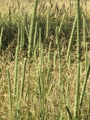 Phleum pratense