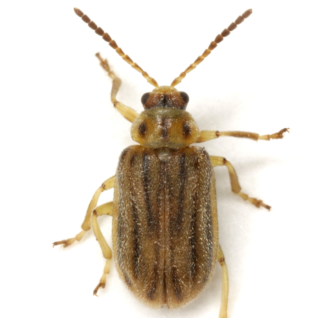 ragweed leaf beetle