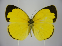Eurema hecabe solifera