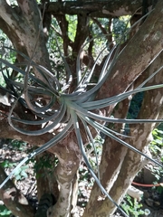 Tillandsia pohliana
