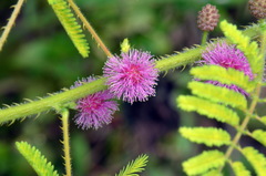 Mimosa diplotricha diplotricha