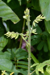 Mimosa diplotricha diplotricha