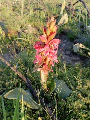 Orange Satyre (Satyrium coriifolium)