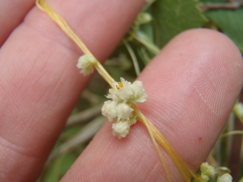 Cuscuta chinensis iNat (3)