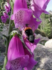 Bombus xanthopus