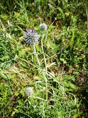 Echinops ritro ruthenicus
