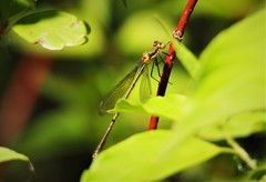 Lestes inaequalis