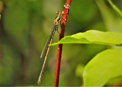 Lestes inaequalis