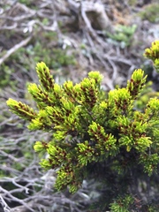 Erica coarctata