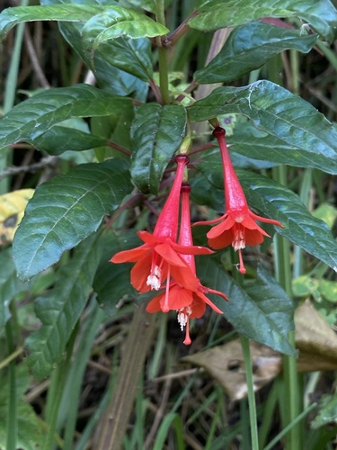 Fuchsia vulcanica André