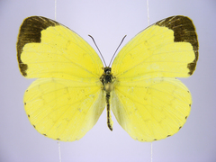 Eurema hecabe solifera