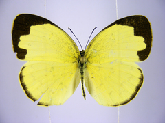 Eurema hecabe solifera