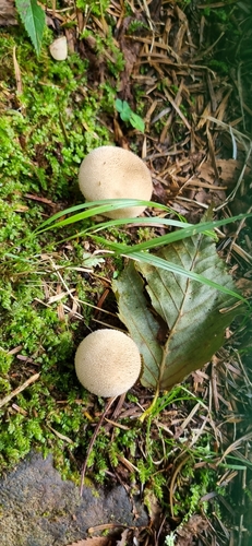 Lycoperdon perlatum