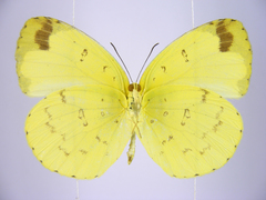 Eurema hecabe solifera