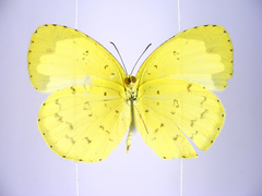 Eurema hecabe solifera