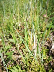 Festuca valesiaca