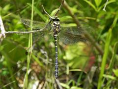 Cordulegaster bidentata