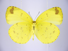 Eurema hecabe solifera