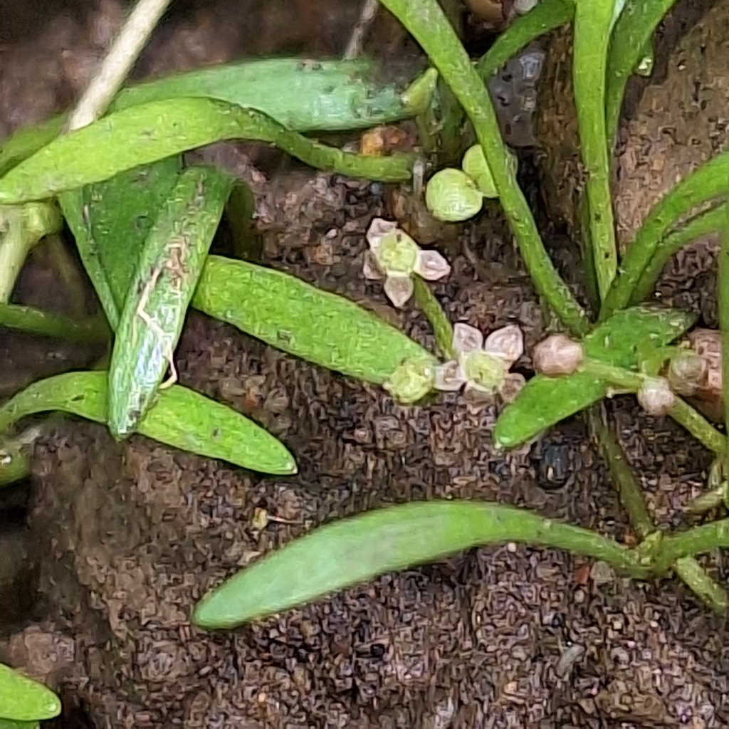 Lilaeopsis brisbanica
