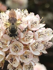 Andrena hippotes
