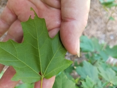 Acer leucoderme