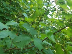 Acer leucoderme