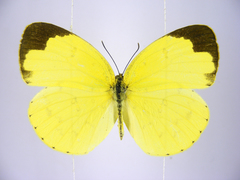 Eurema hecabe solifera