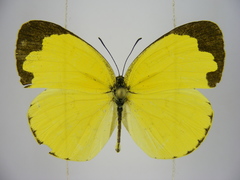 Eurema hecabe solifera
